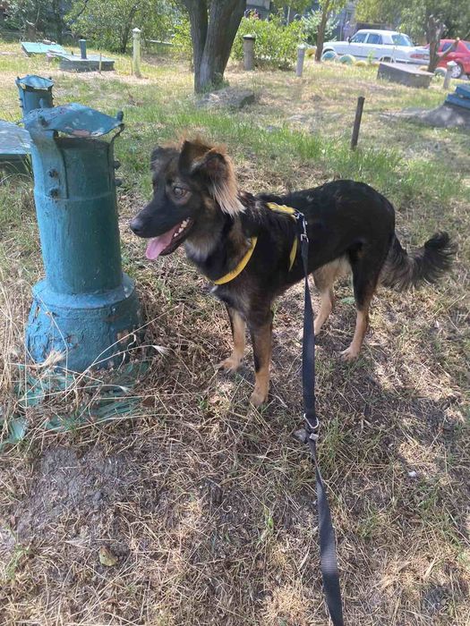 В надійну родину!!