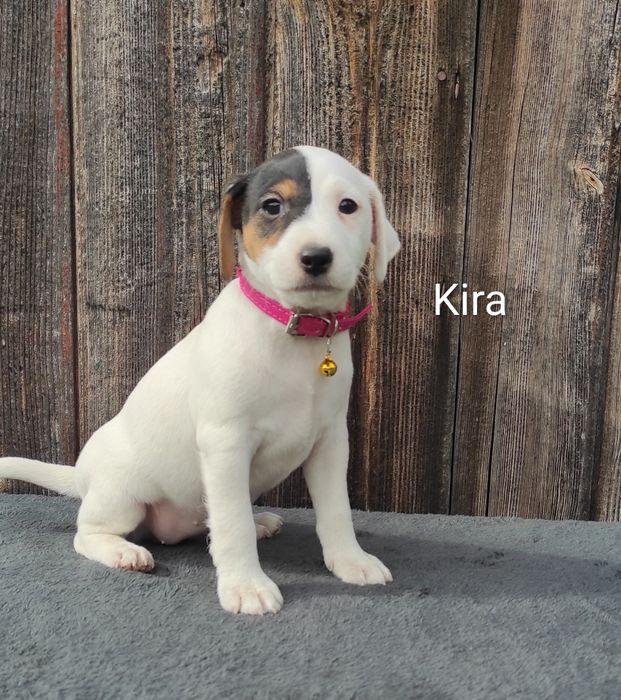 Parson Russell Terrier