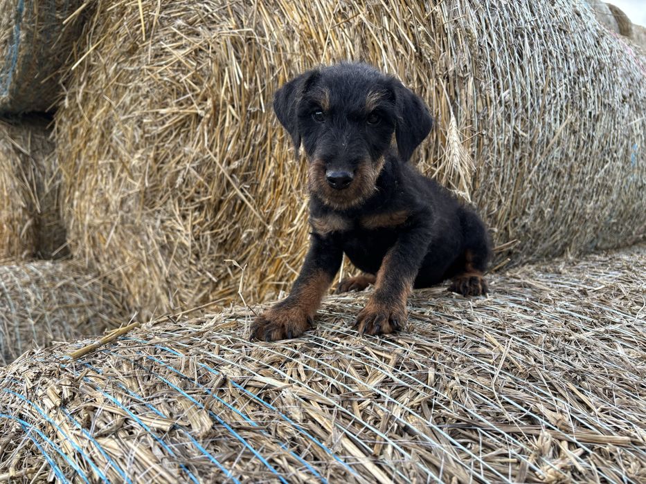 Niemiecki Terrier