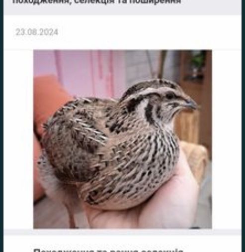 Яйця інкубаційні перепелів Фараон