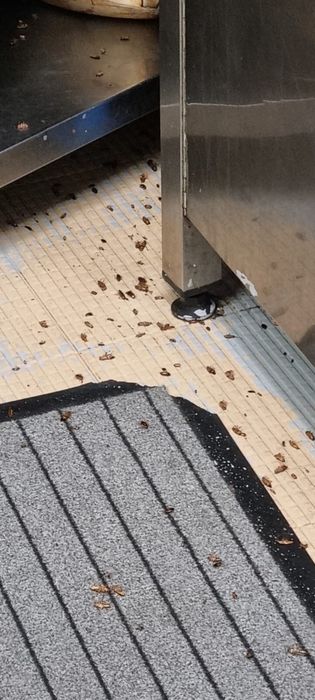 DESINFESTAÇÃO CONTROLO D EPRAGAS PERCEVEJOS BARATAS PULGAS TÉRMITAS
