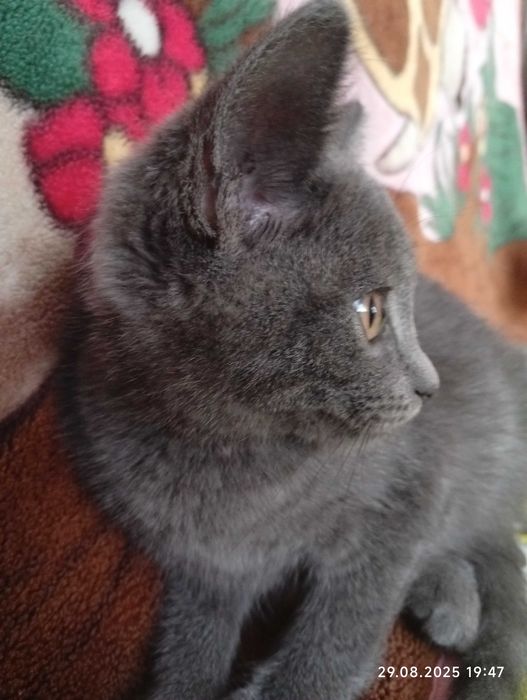 Віддаємо котиків в добрі руки хлопчик і дівчинка