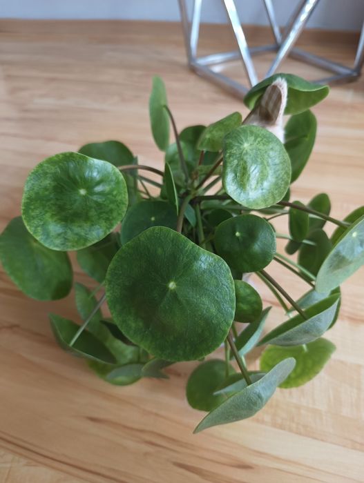 Pilea peperomioides mojito pieniążek variegata