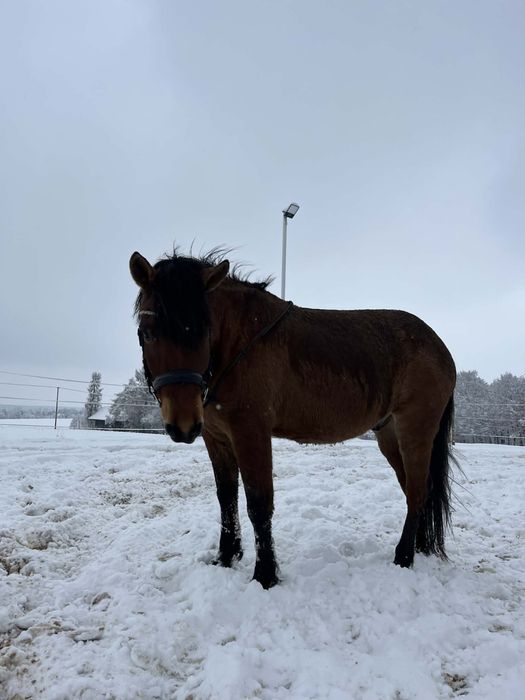 Wspołdzierżawa 6 letniego hucułka