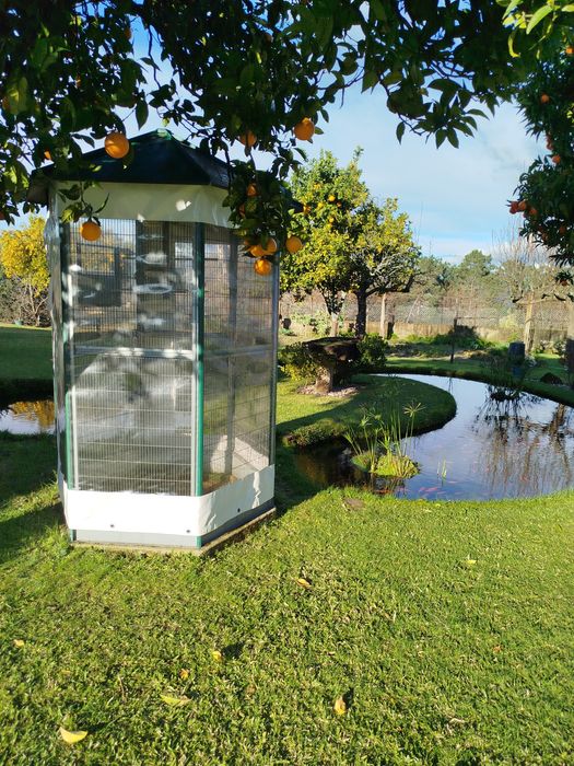 Gaiola Voadora com canários