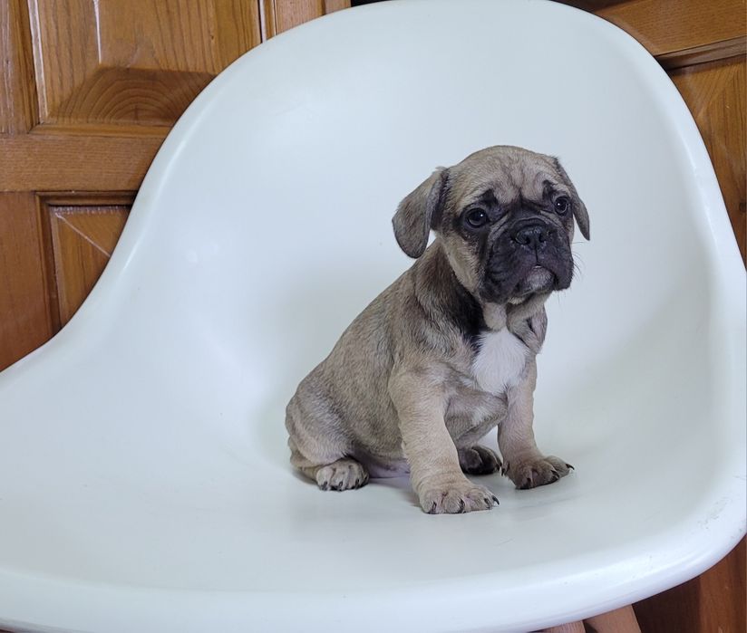 Bulldog francês femea