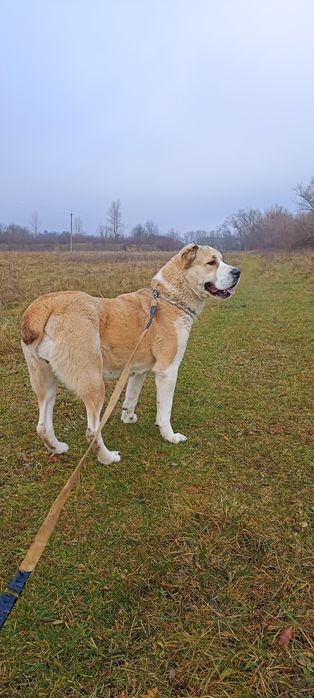 Продається алабай вік 3 роки врівноважина спокійна дуже грайлива