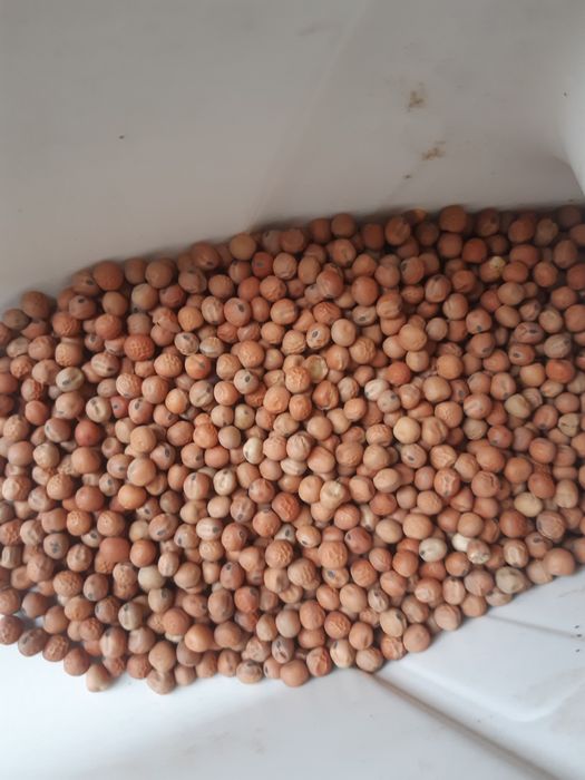 Nostrzyk.łubin.żyto jare.pszenżyto.peluszka.facelia.wyka.seradela