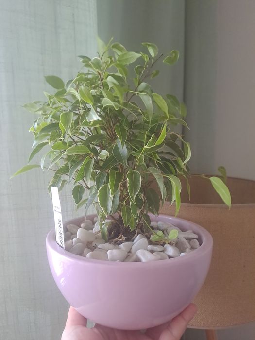Ficus drobny kirki z misą