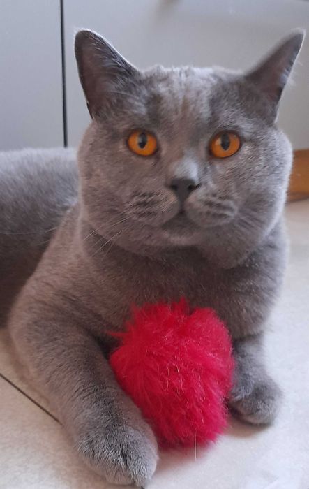 Reproduktor kot brytyjski krótkowłosy