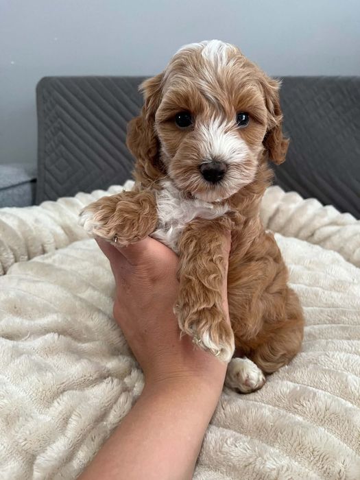 Sprzedam suczke maltipoo