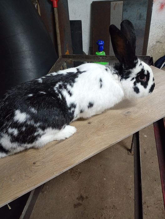 Króliki króle samiec