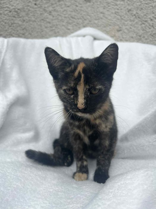 słodki kotek szuka domu