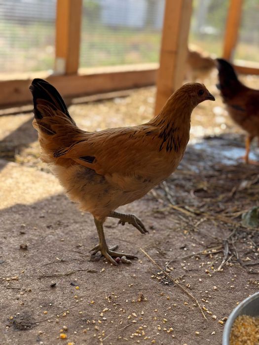 diverso coqs para venda