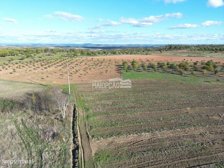 Propriedade C/Plantação de Nogueiras e Castanheiros