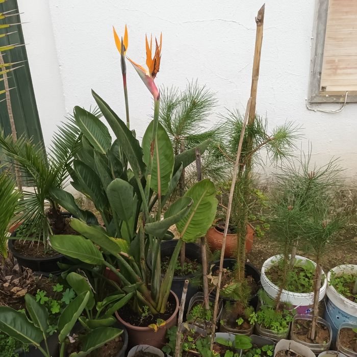 Bromélias e estrelicias