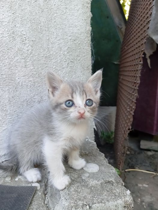 Кошеня шотландської кішки