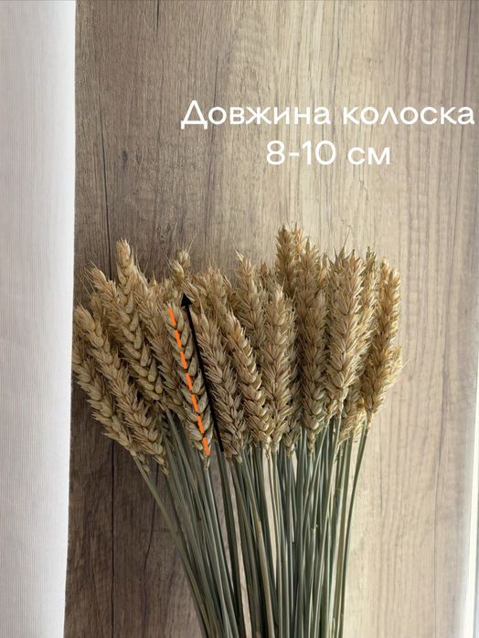 Пшениця безоста сушена природній колір 100 колосків у пучку