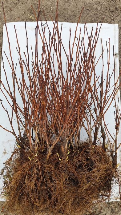 Пухироплідник калинолистий " Діаболо "