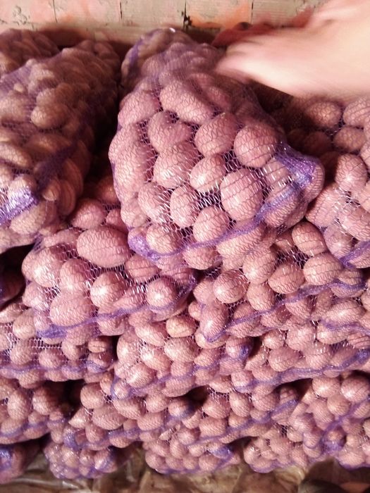 Продам картоплю Біла роса Каріна Арізона