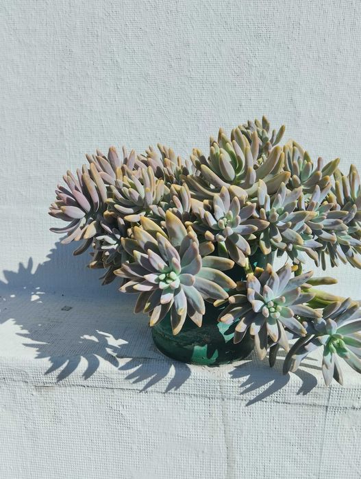 Planta suculenta.