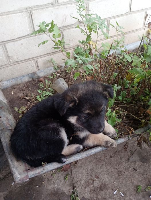 Віддам цуценят безкоштовно