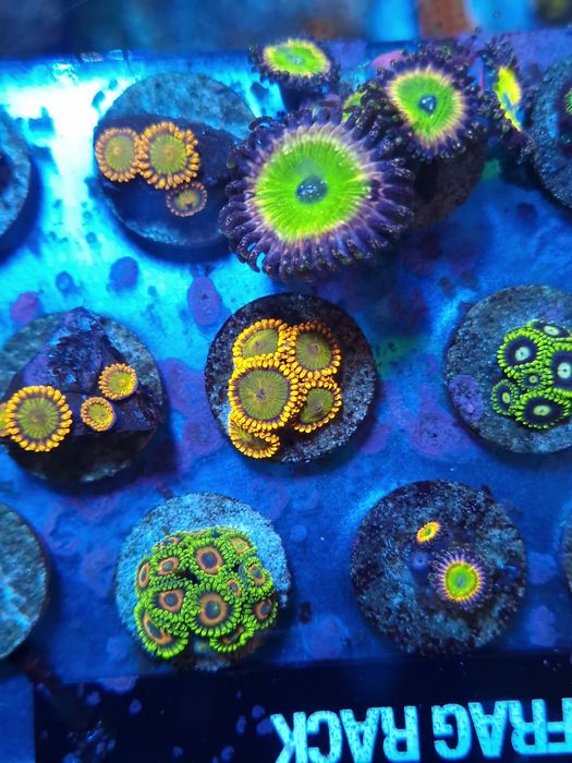 Frags zoas corais agua salgada