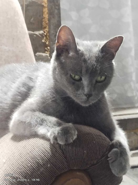 Віддам 2х кошенят.