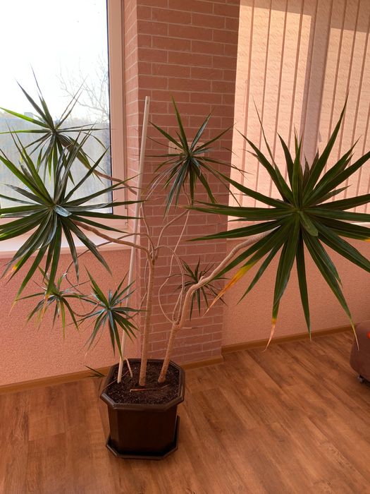 Продам цветок Драцену