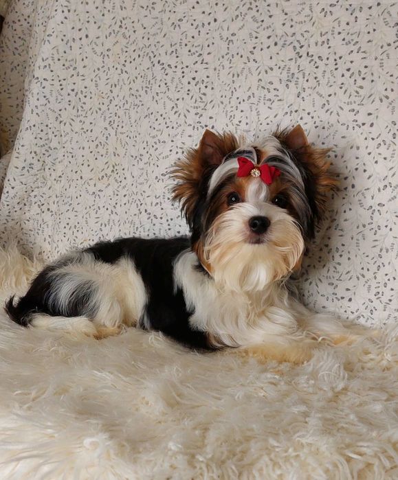 Цуценя хлопчик бiвер