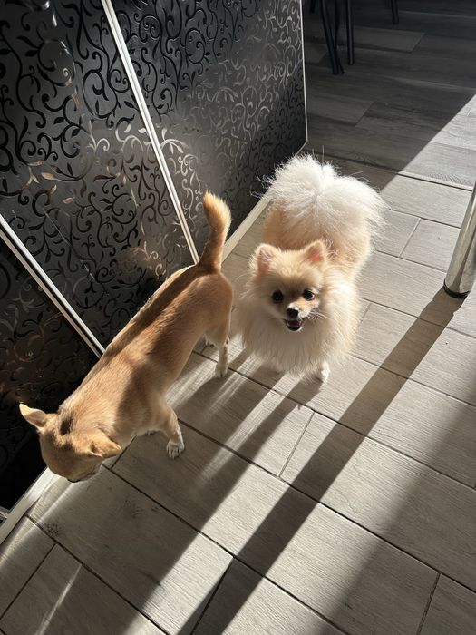 Продам чихуахуа и шпица