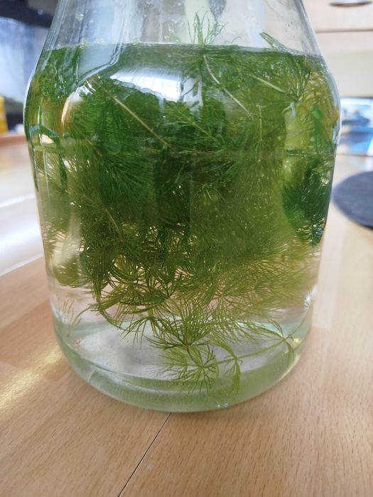 Rogatek sztywny do akwarium