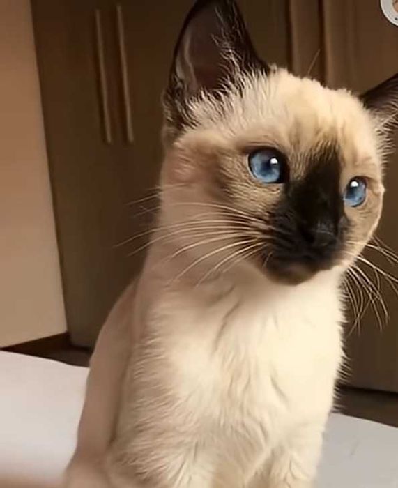 Gatinhos siamês bebés
