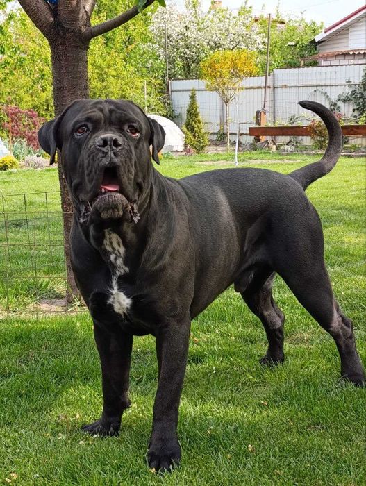В'язка. Кане корсо. Красень з документами КСУ, чекає свою красуню.