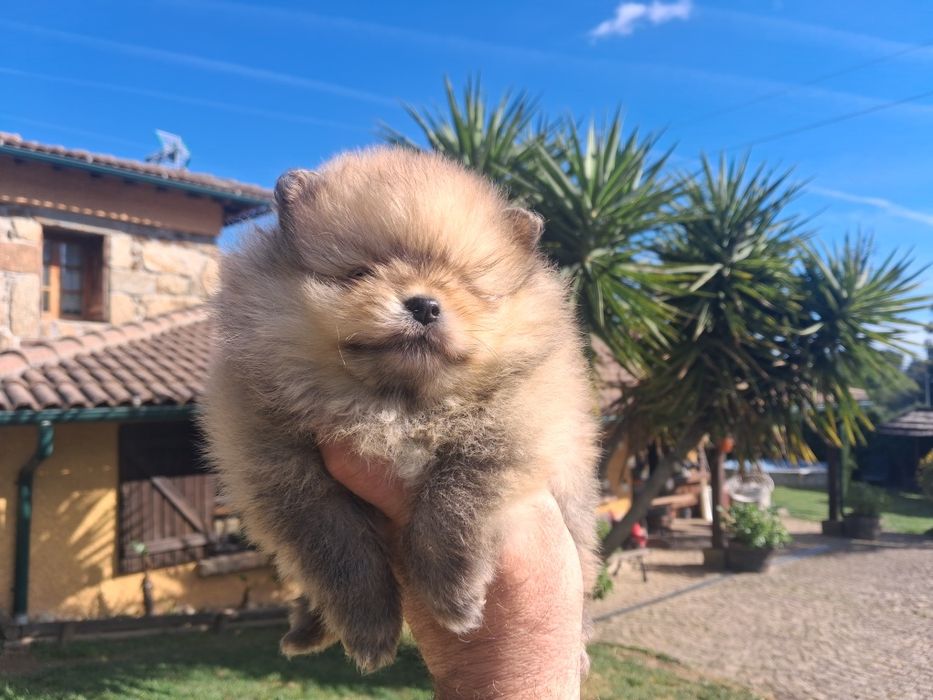 Spitz macho de qualidade  superior