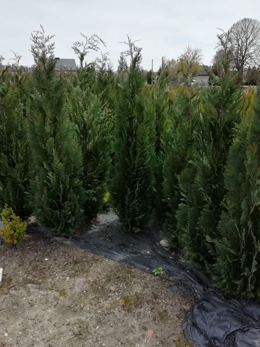 Cyprys Lawsona 200 cm wysoki w cenie 60 zł