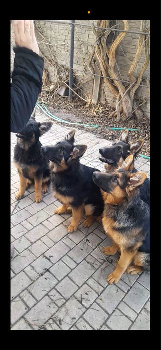 Продам цуценят німецької вівчарки