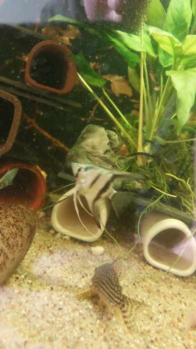 Skalary philipine blue