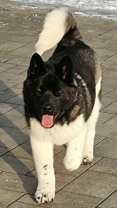 Akita Amerykańska Piesek