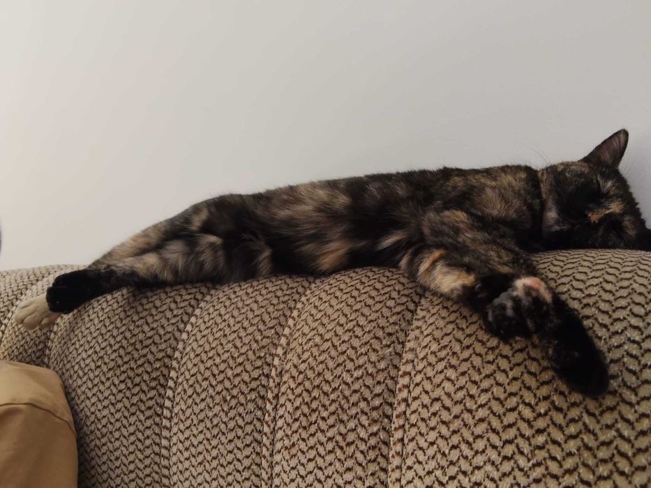 Gatinha tartaruga para adopção