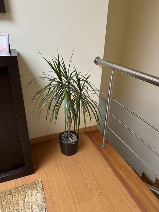Planta interior elegante com vaso