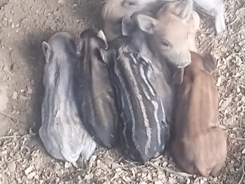 продам мангалици чи стокровную кого цикавить звонить домовимось