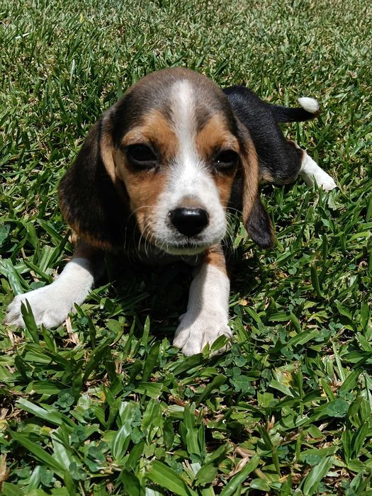 Beagle macho tricolor só