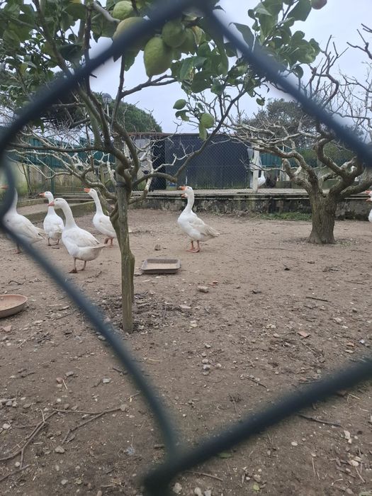 Vendo GANSOS brancos