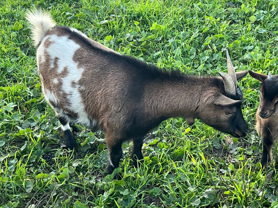 Cabras ana novas