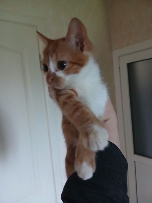 Котик в добрі руки терміново