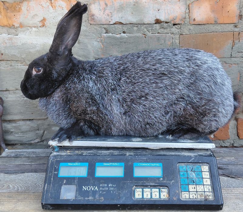 Полтавське срібло
