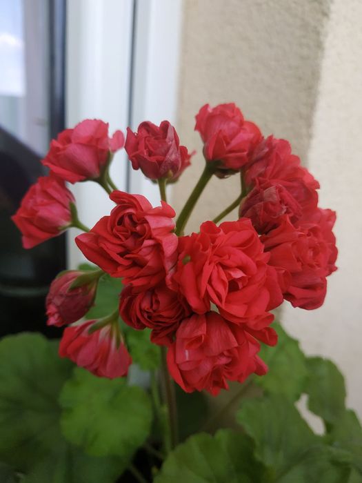 Pelargonie kolekcjonerskie