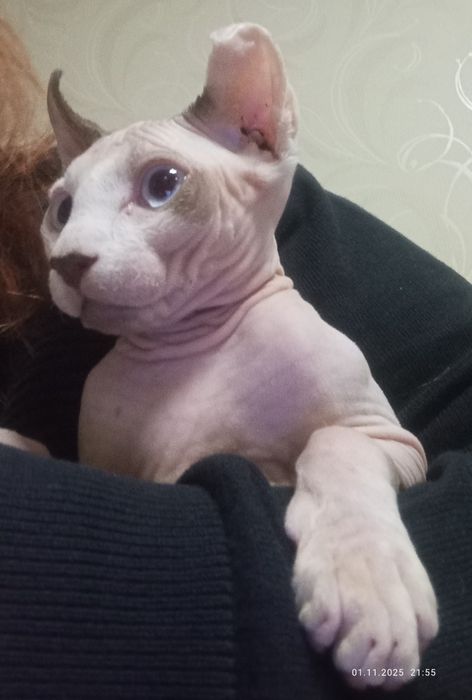 Кошенята сфінкса канадського єльфа