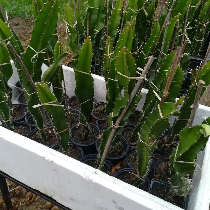 Promoção, Pitayas enraizadas